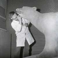 Bob Davey taxidermist in the Ulster Museum working on Peter the Polar bear but now paints under Hamilton Sloan name